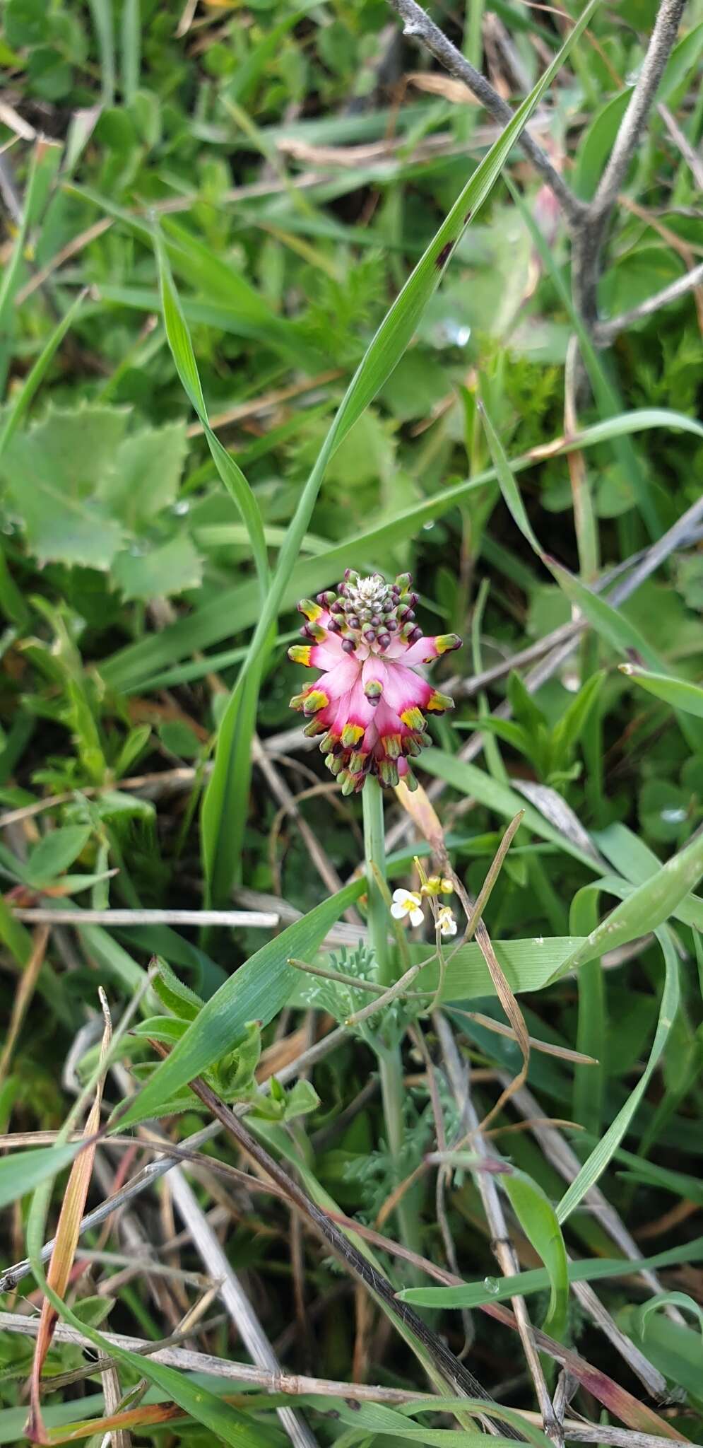 Image of Platycapnos spicata (L.) Bernh.