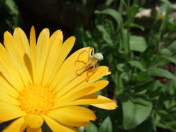 Image of Flower Crab Spiders