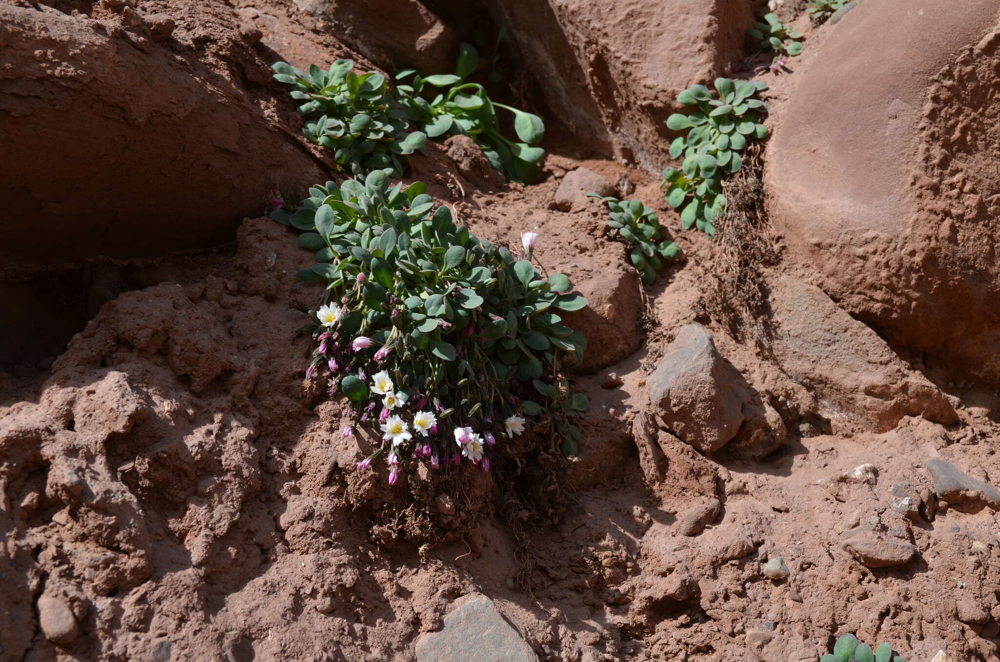 Plancia ëd Askellia lactea (Lipsch.) W. A. Weber