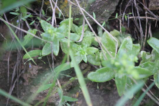 Sedum ebracteatum subsp. grandifolium R. T. Clausen resmi