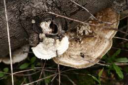 Image of Trametes pubescens (Schumach.) Pilát 1939