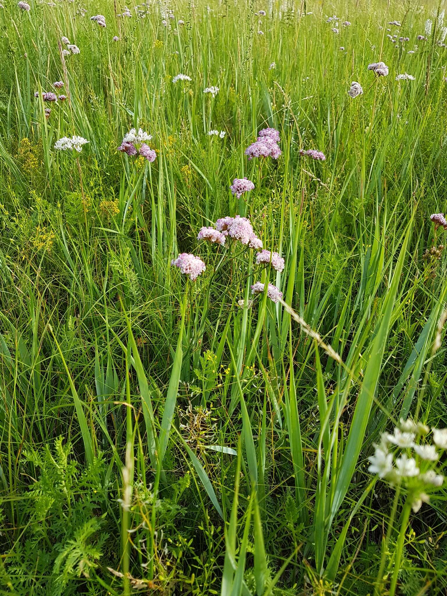 Limonium flexuosum (L.) Kuntze resmi