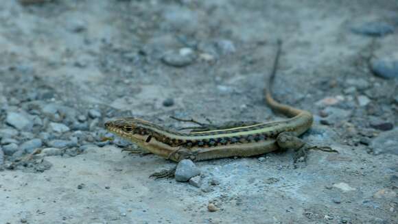 Image of Anatolian Lizard