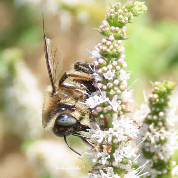 Xylocopa cantabrita Lepeletier 1841 resmi