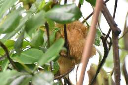 Image of silky anteaters