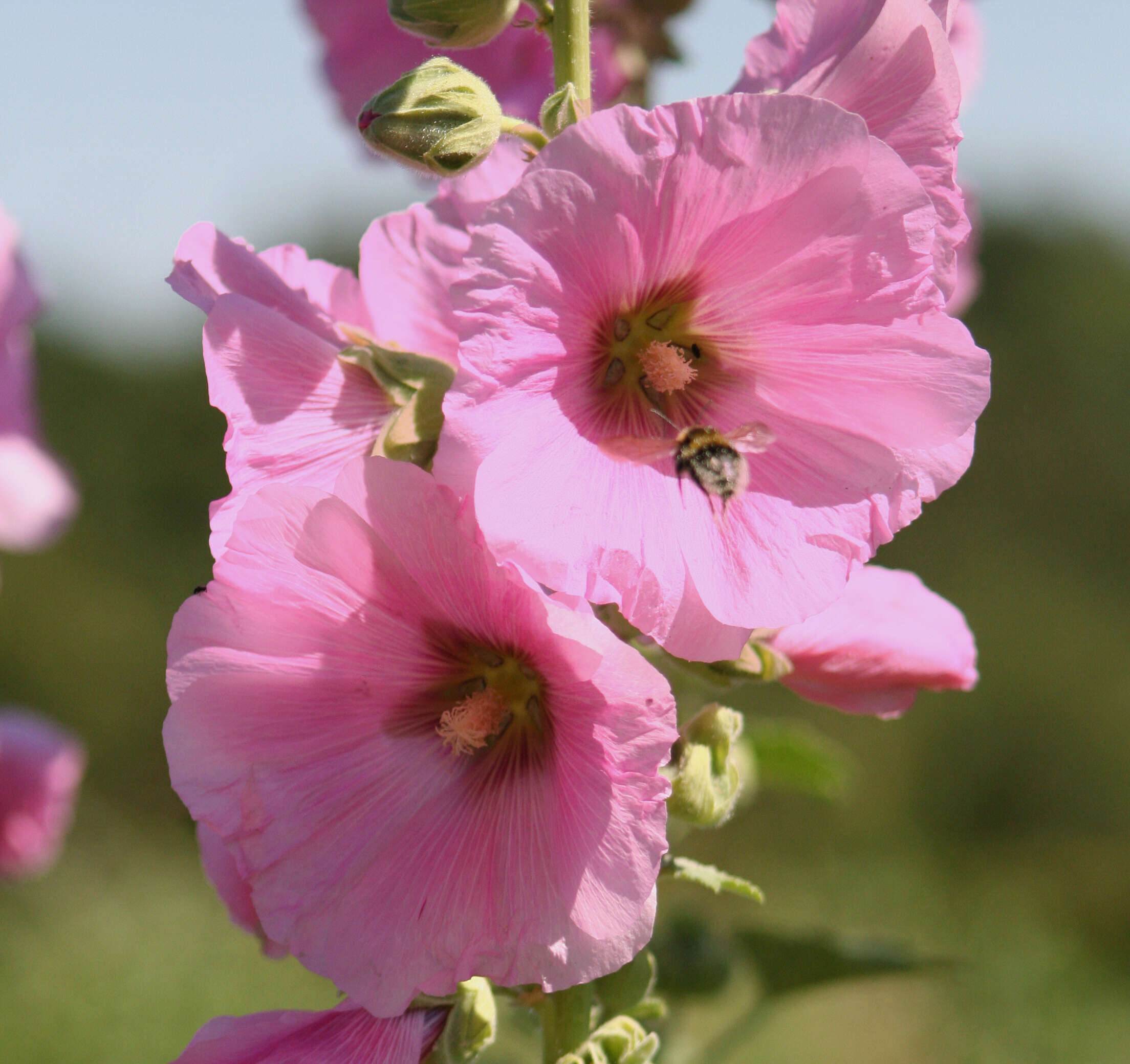 Image of hollyhock