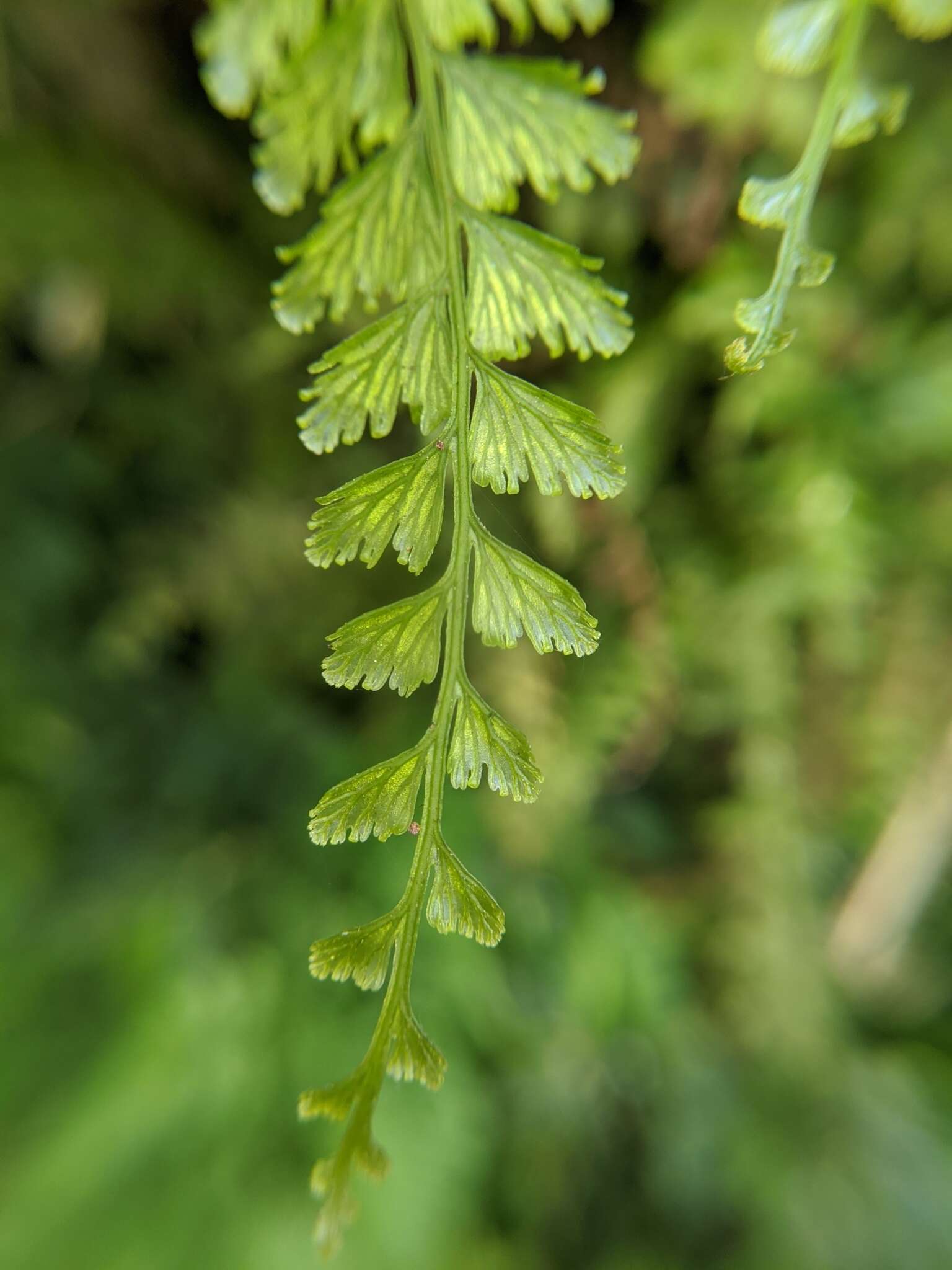 Vandenboschia auriculata (Bl.) Copel.的圖片