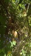 Image of Aristolochia macroura Gomez