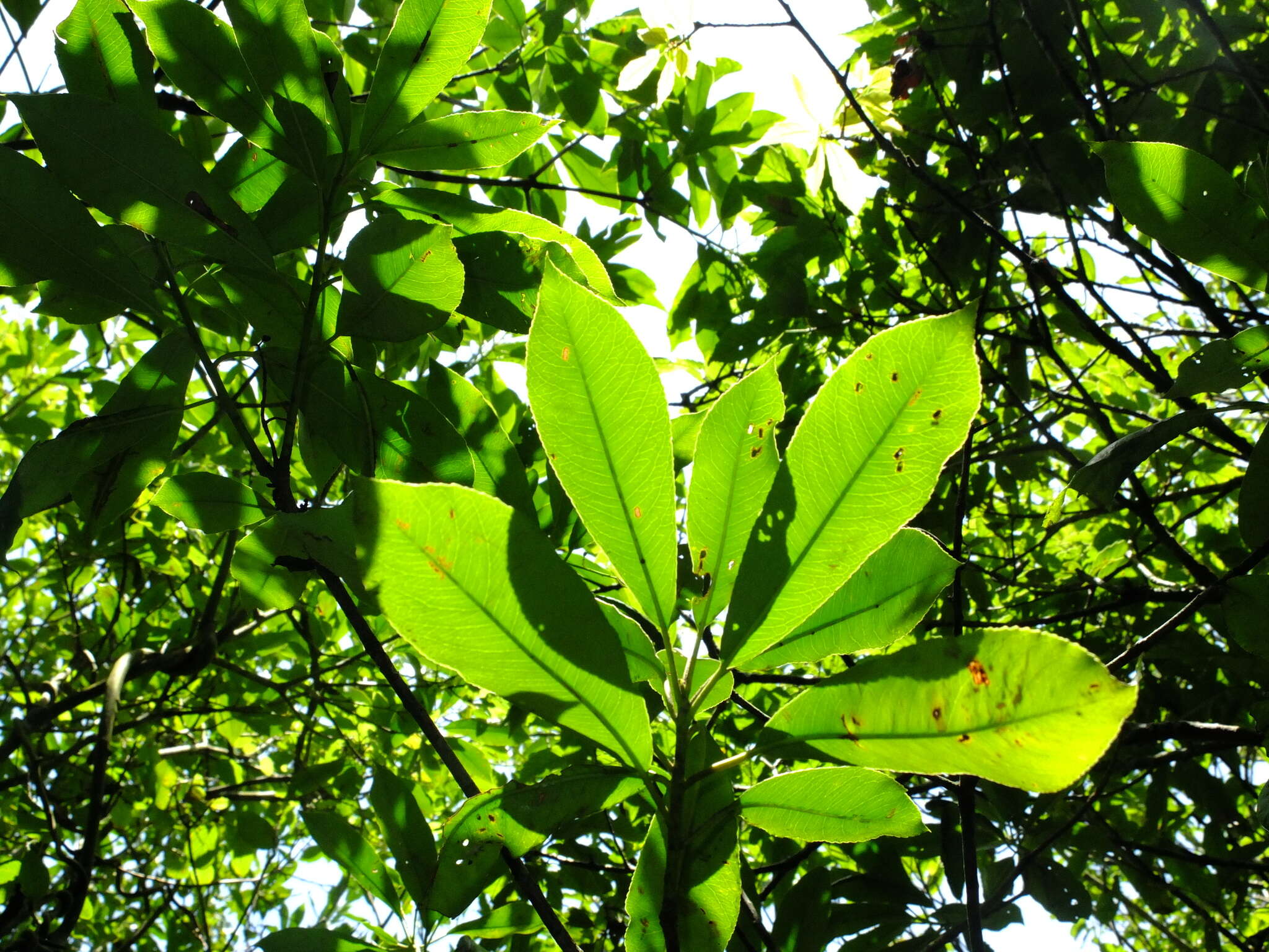 Photinia serratifolia var. daphniphylloides (Hayata) L. T. Lu的圖片