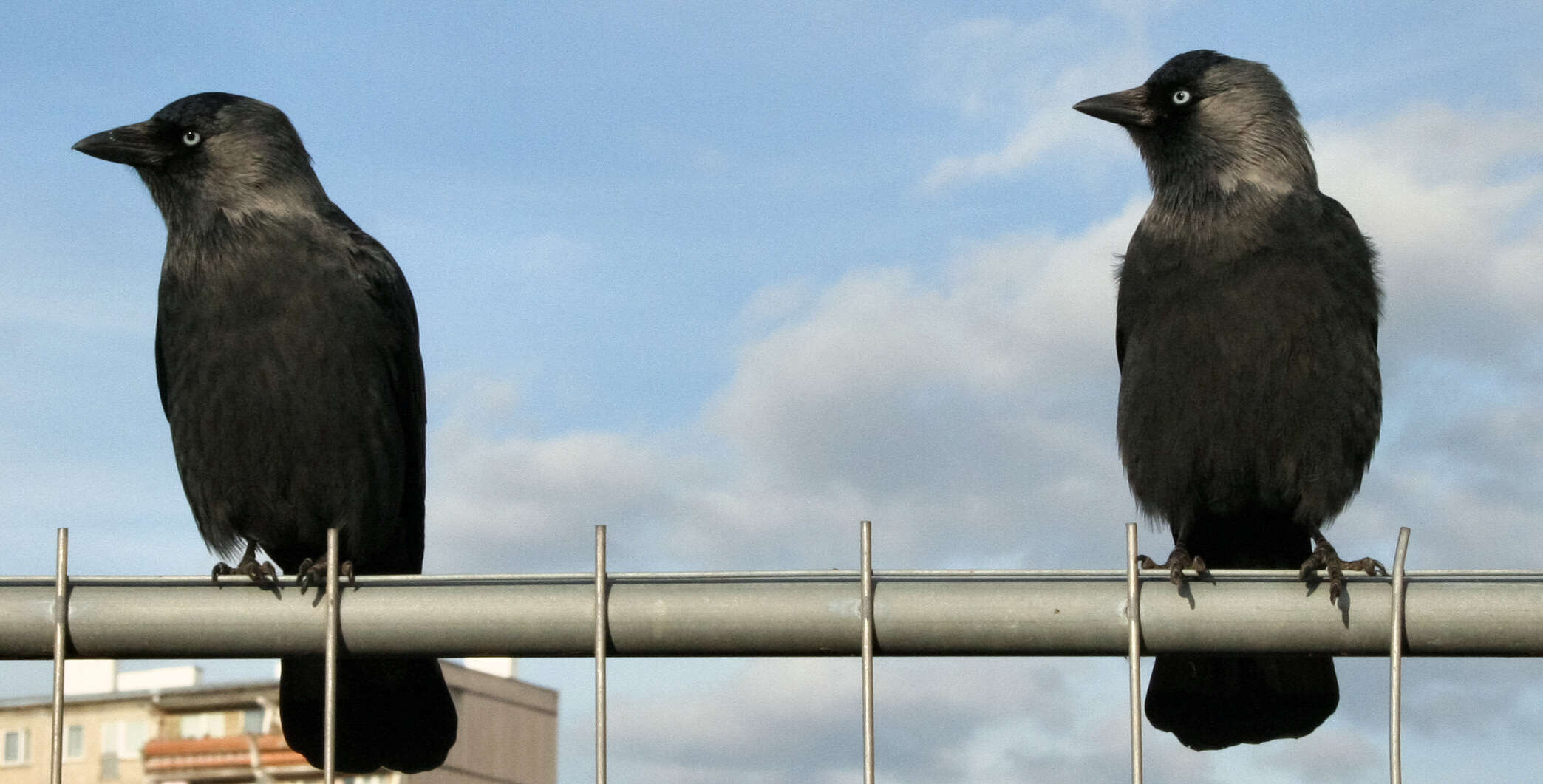 Image of Eurasian Jackdaw