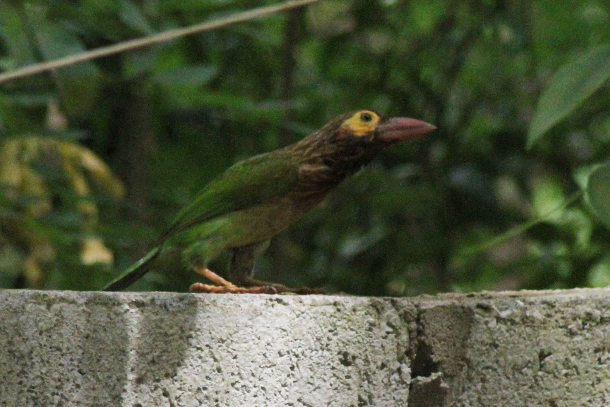 Psilopogon zeylanicus (Gmelin & JF 1788) resmi