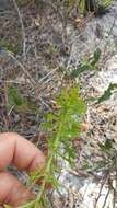 Eryngium aromaticum Baldw. resmi