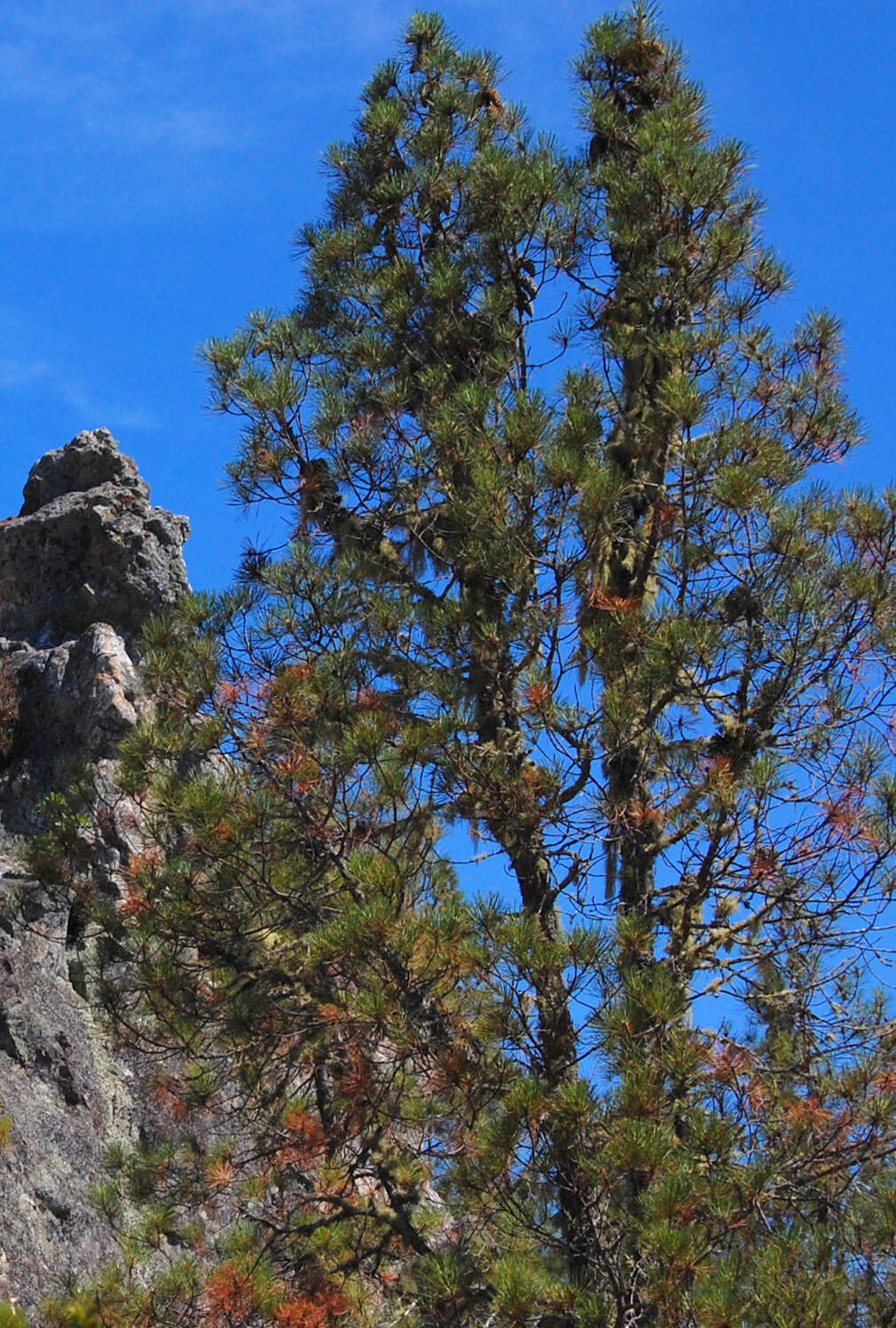 Imagem de Pinus attenuata Lemmon