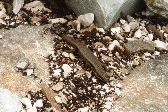 Image of South-western Crevice Skink