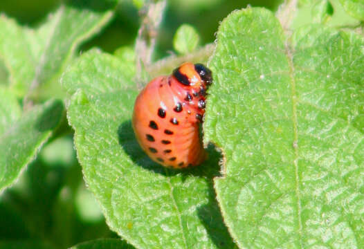 Image of Colorado potato beetle