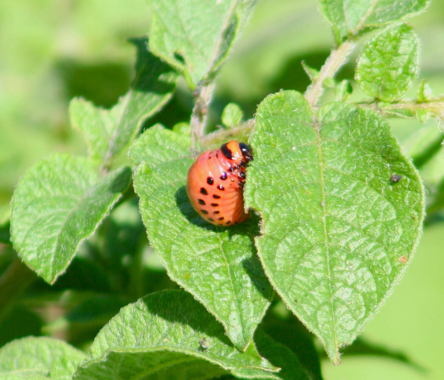 Image of Colorado potato beetle