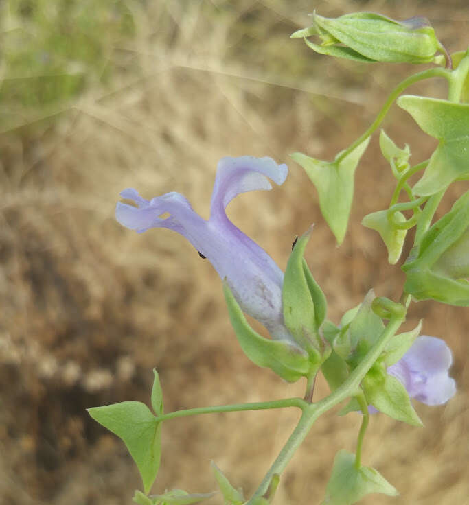 Image of Antirrhinum wislizenii (Engelm. ex A. Gray) Tidestr.