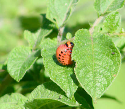 Image of Colorado potato beetle