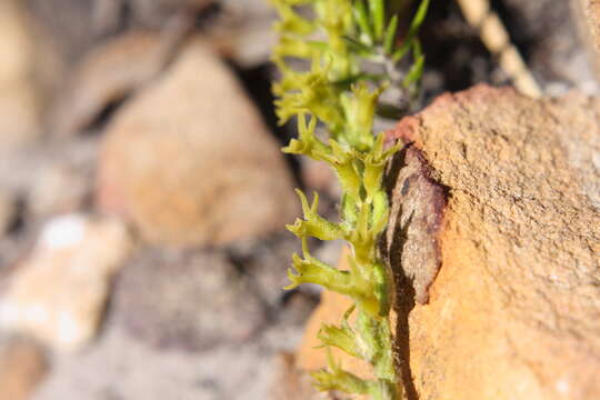 Imagem de Holothrix cernua (Burm. fil.) Schelpe