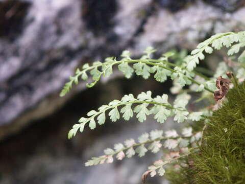 Слика од Asplenium laciniatum subsp. tenuicaule (Hayata) Fraser-Jenk.