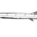 Image of Javelin spookfish
