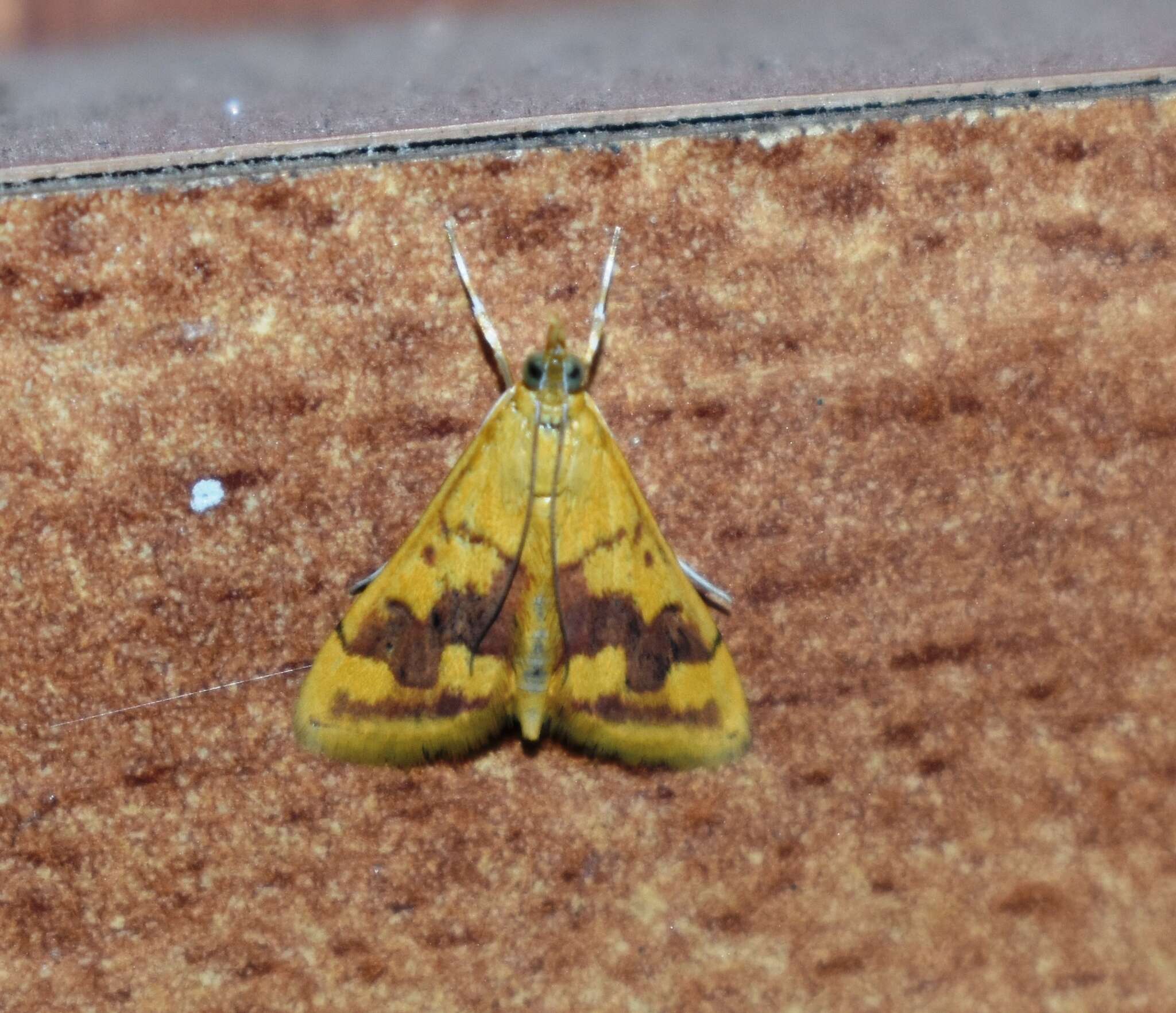 Image of Pyrausta phoenicealis Hübner 1818