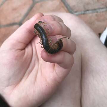 Image of African Longtail Centipede