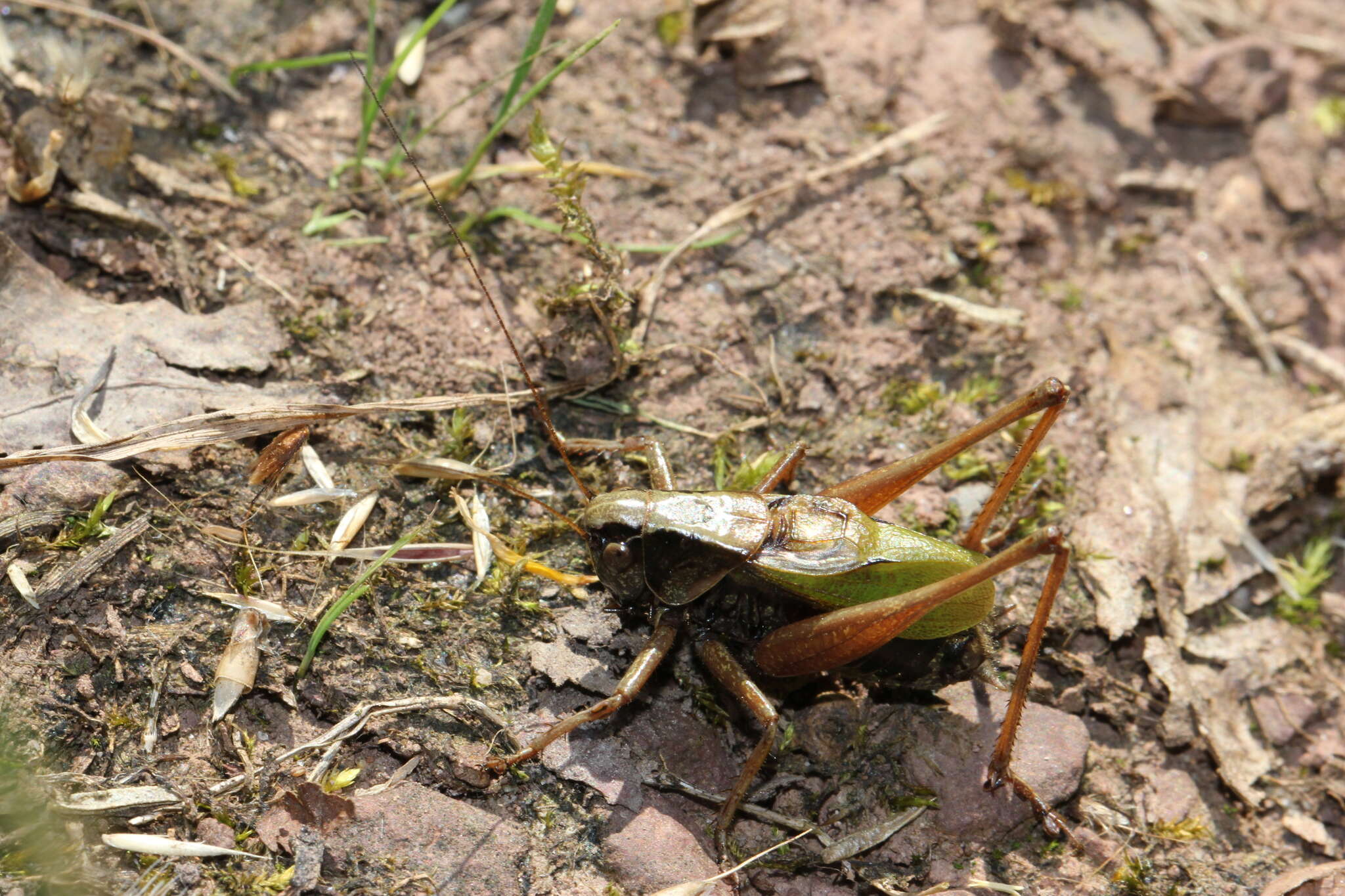 Image de Zeuneriana abbreviata (Serville 1838)