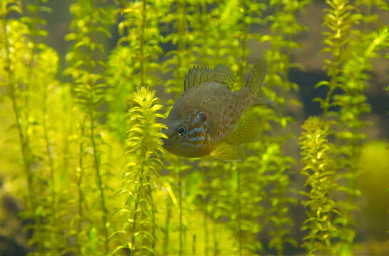 Image of Pumpkinseed