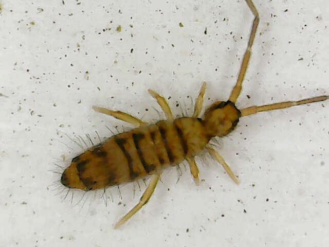 Image of Springtail