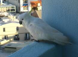 Image of Sulphur-crested Cockatoo