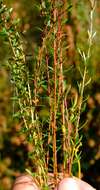 Image of Empleurum fragrans Glover