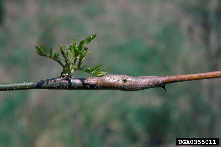 Image of Locust Twig Borer Moth