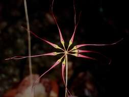 Image of Wispy umbrella orchid