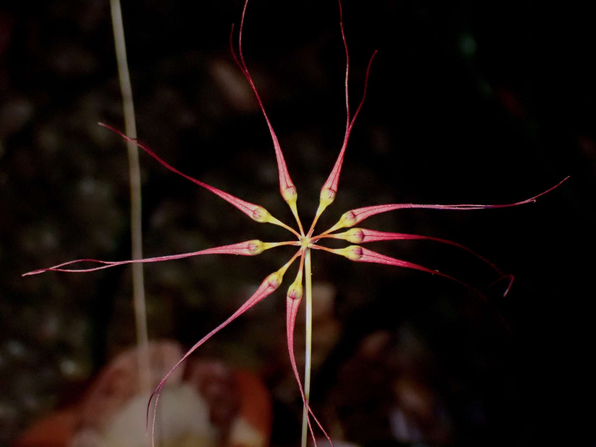 Image of Wispy umbrella orchid