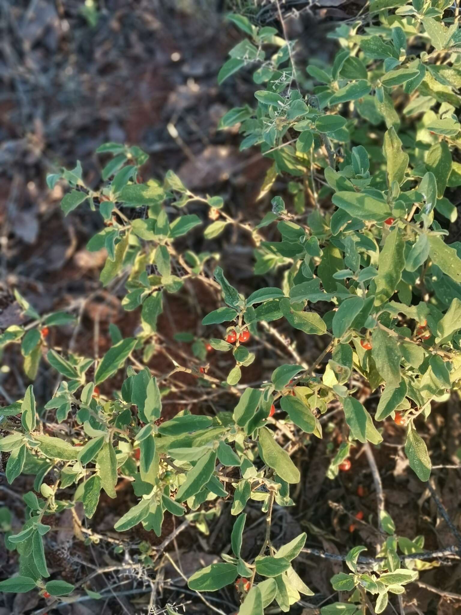 Image of Solanum catombelense Peyr.