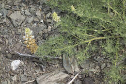 Image of Anthony Peak lupine