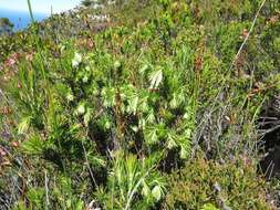 Image of Green Tutu Heath