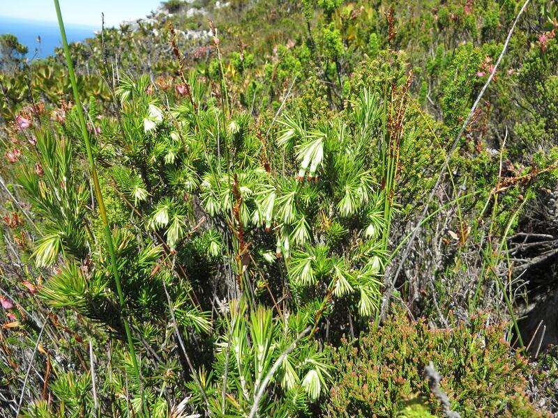 Image of Erica banksia subsp. comptonii (Salter) E. G. H. Oliv. & I. M. Oliv.