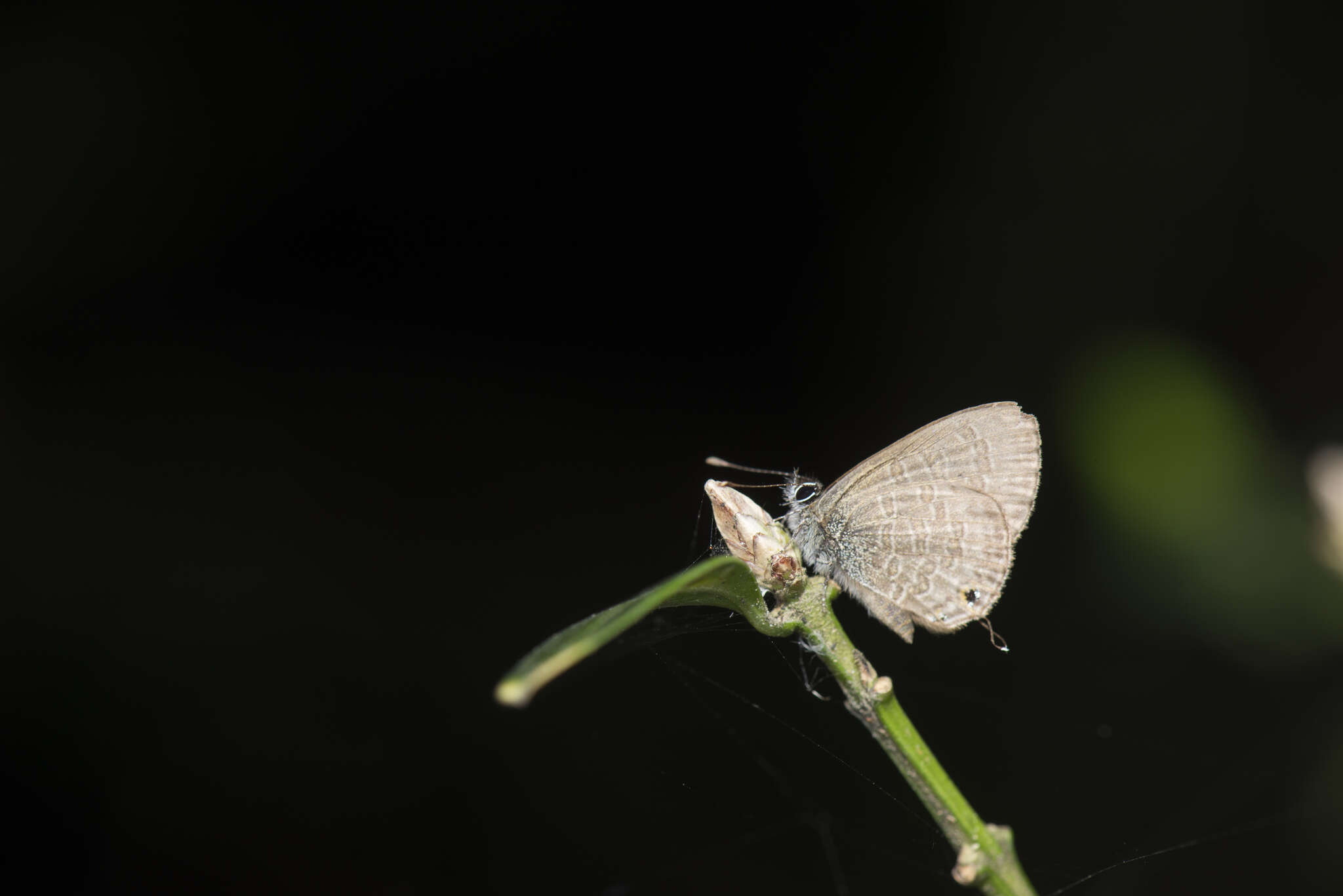 Image of Prosotas nora formosana (Fruhstorfer 1916)