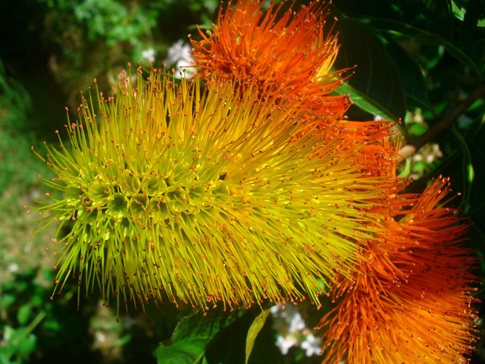 Image of Combretum fruticosum (Loefl.) Stuntz