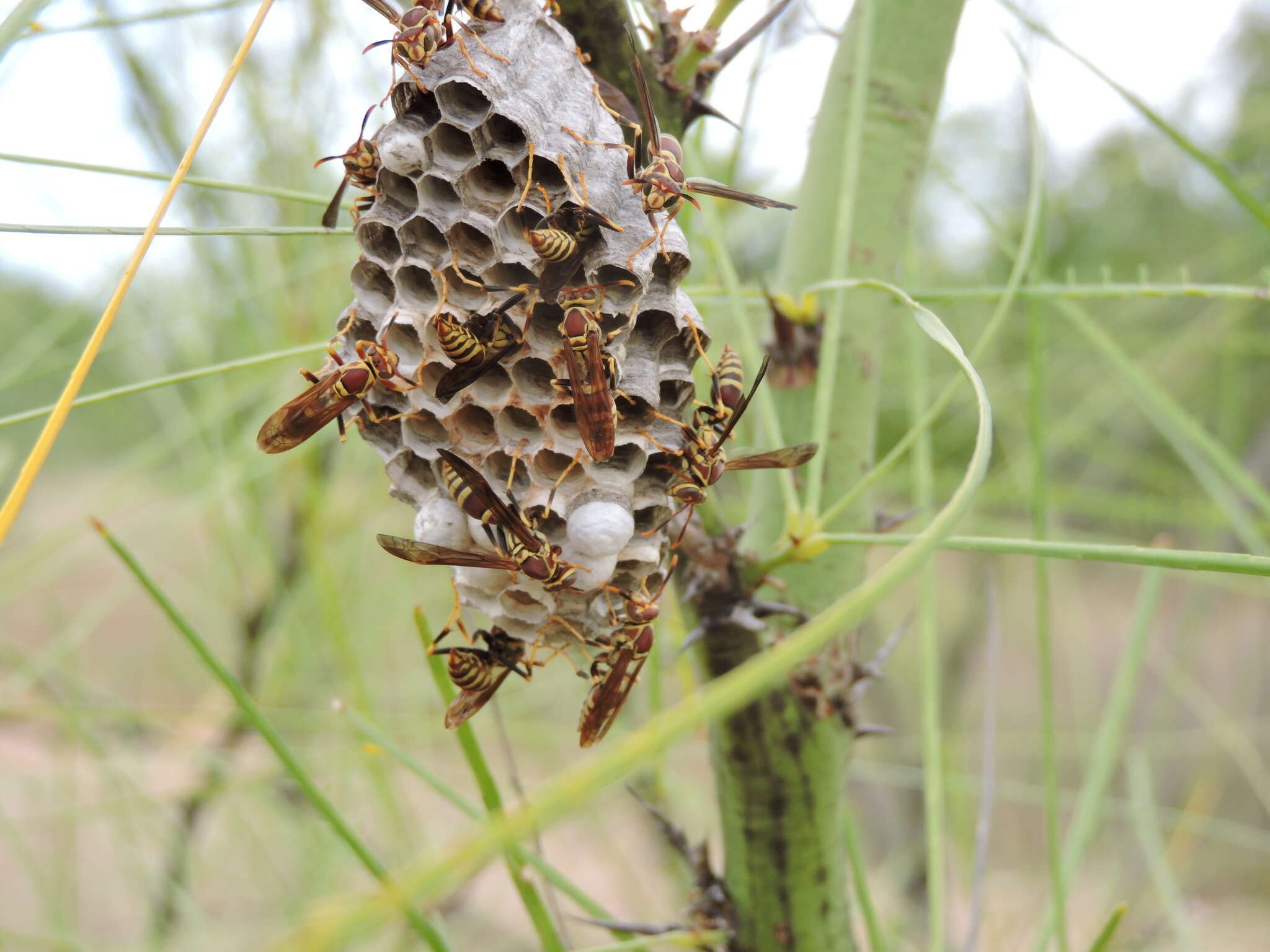 Image of Wasp