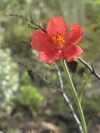 Image of Hibiscus barbosae Exell