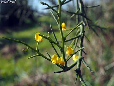 Plancia ëd Genista fasselata Decne.