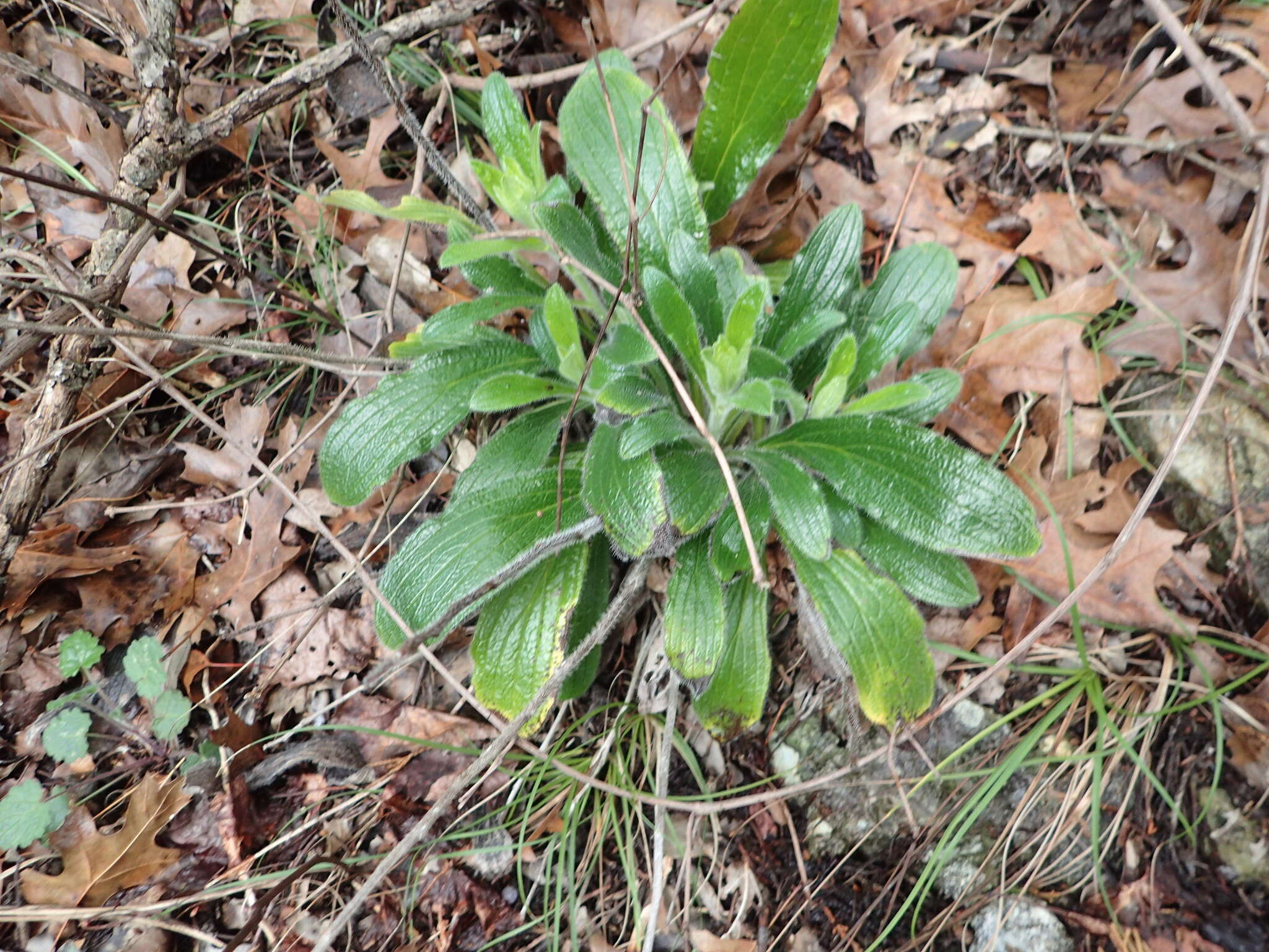 Image of Heller's marbleseed