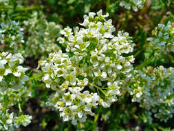 Image of Common Scurvygrass