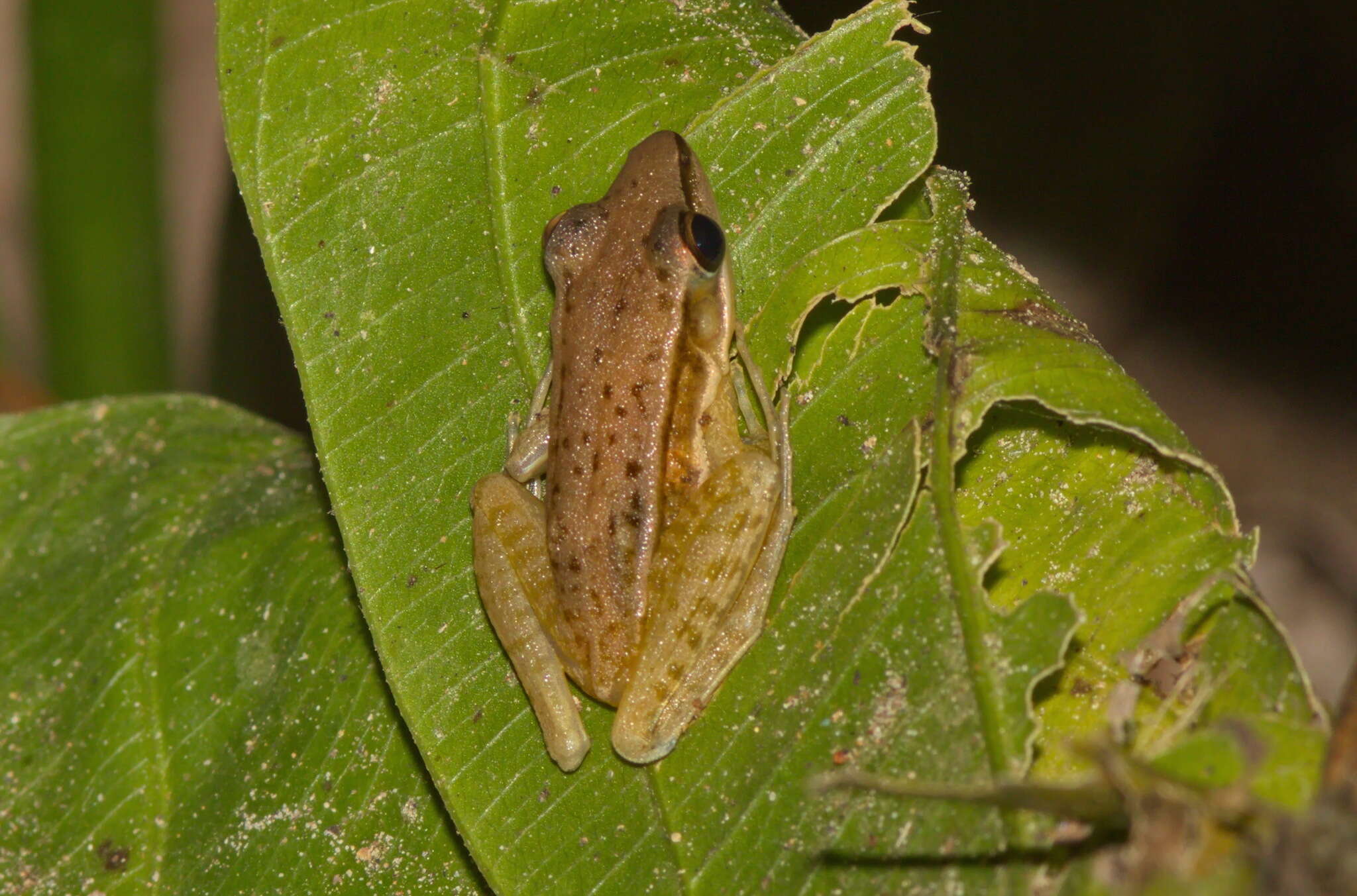 Image of Taipei frog