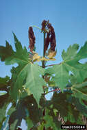 Image of Maple Twig Borer Moth