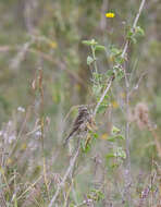 Image of Reichenow's Seedeater