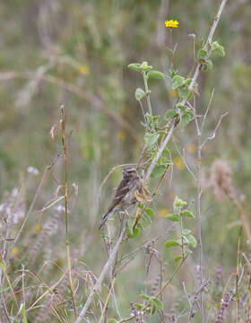 Image of Reichenow's Seedeater